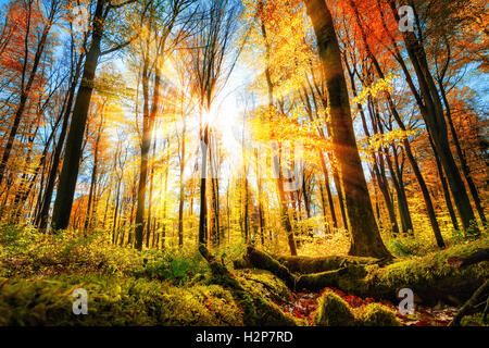 Décor de l'automne dans une forêt pittoresque, avec le soleil illuminant les feuilles rouges et or Banque D'Images