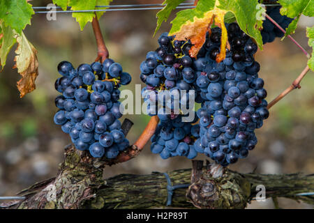 Raisins Sangiovese dans la région de Montalcino, Toscane, Italie Banque D'Images