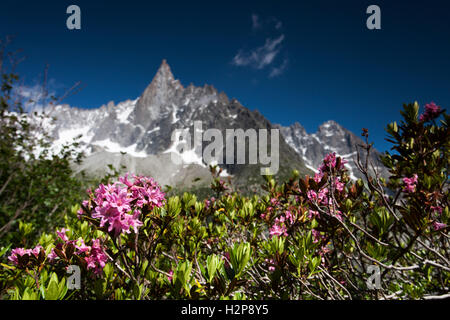La rose des Alpes dans la vallée de Chamonix Banque D'Images