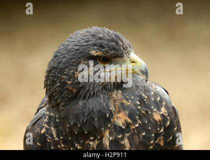 Portrait d'un Chilien Blue Eagle Buzzard Banque D'Images