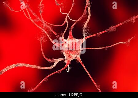 L'apoptose d'un neurone, illustration de l'ordinateur. L'apoptose (mort cellulaire programmée) des neurones (cellules nerveuses) est observée dans différentes maladies, telles que l'encéphalite virale, les maladies neurodégénératives, les troubles psychiatriques, la trypanosomiase africaine, la rage et les autres. Banque D'Images