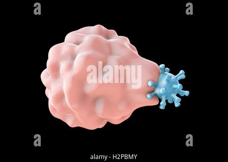 Illustration d'ordinateur de la phagocytose-comme l'absorption d'un virus par une cellule hôte ; la première phase de l'infection virale de la cellule hôte. Ce type d'entrée virale est caractéristique de certains virus, comme le virus de l'herpès simplex, qui peuvent infecter les professionnels Banque D'Images