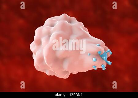 Illustration d'ordinateur de la phagocytose-comme l'absorption d'un virus par une cellule hôte ; la première phase de l'infection virale de la cellule hôte. Ce type d'entrée virale est caractéristique de certains virus, comme le virus de l'herpès simplex, qui peuvent infecter les professionnels Banque D'Images