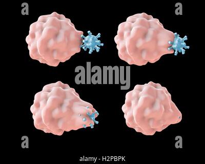 Illustration d'ordinateur de la phagocytose-comme l'absorption d'un virus par une cellule hôte ; la première phase de l'infection virale de la cellule hôte. Ce type d'entrée virale est caractéristique de certains virus, comme le virus de l'herpès simplex, qui peuvent infecter les professionnels Banque D'Images