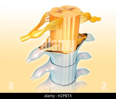 Illustration de la section transversale de la moelle épinière. Banque D'Images