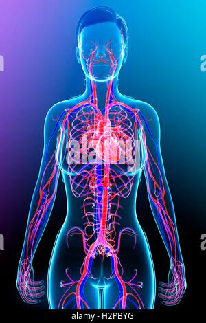 Illustration de la femme le système circulatoire. Banque D'Images