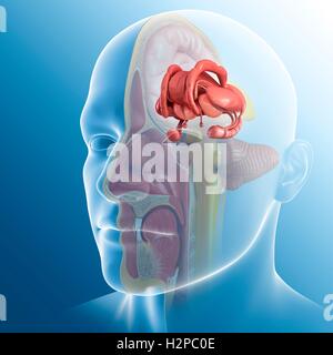 Illustration des structures du cerveau et de l'anatomie Banque D'Images
