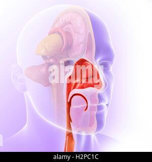 Illustration de l'anatomie de la cavité nasale. Banque D'Images