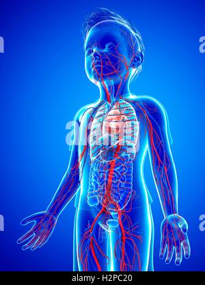 Illustration d'un système circulatoire de l'enfant. Banque D'Images