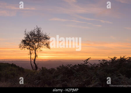 The Wrekin, Shropshire, Royaume-Uni un arbre solitaire au coucher du soleil, Angleterre, Royaume-Uni Banque D'Images