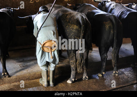 SUISSE Kanton Wallis, alpes suisses, agriculture dans les montagnes, vaches Eringer dans l'écurie Philippe Frossard, le lait est la base du fromage raclette / SCHWEIZ Kanton Wallis, Landwirtschaft auf Alpen zur Beweidung von Vermeidung von Vermeidung von Verbuschung der Kulturlandschaften, Melker beim Melken der Erringer Kuehe im Stall des Milchbauer Philippe Frossard auf der Alpe Vacheret, aus der Milch wird der Raclette Kaese hergestellt Banque D'Images