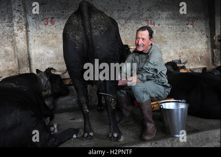 SUISSE Kanton Wallis, alpes suisses, agriculture dans les montagnes, vaches Eringer dans l'écurie Philippe Frossard, le lait est la base du fromage raclette / SCHWEIZ Kanton Wallis, Landwirtschaft auf Alpen zur Beweidung von Vermeidung von Vermeidung von Verbuschung der Kulturlandschaften, Melker beim Melken der Erringer Kuehe im Stall des Milchbauer Philippe Frossard auf der Alpe Vacheret, aus der Milch wird der Raclette Kaese hergestellt Banque D'Images