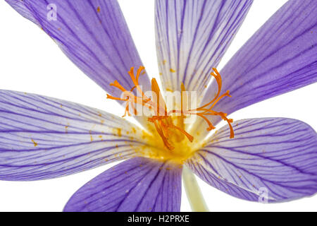 Pistil et étamines de la fleur Colchicum macro, isolé sur fond blanc Banque D'Images