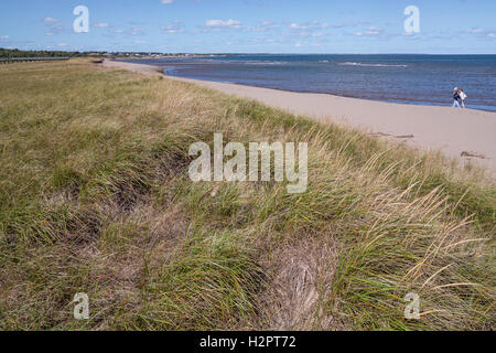 Quelques promenades le long d'une plage, à côté des dunes de sable couvertes par l'ammophile. Banque D'Images