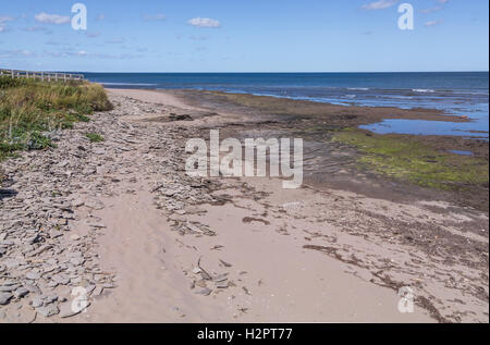 Plage couverte de sable, de schiste et de la végétation Banque D'Images