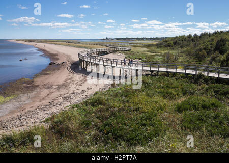 Les courbes de la promenade à travers les dunes de sable couvertes par rouche et autre végétation Banque D'Images