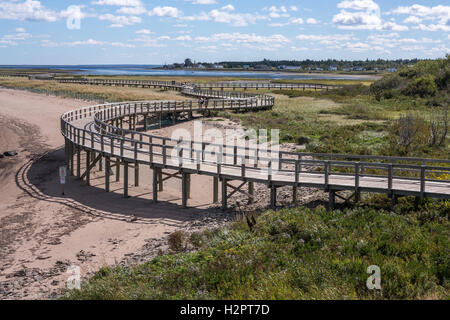 Une promenade à travers les courbes de dunes de sable couvertes par rouche et autre végétation Banque D'Images