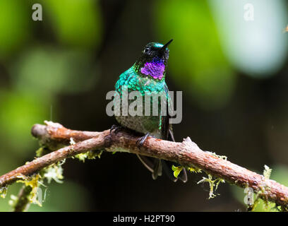 Une Tourmaline Sunangel colorés (Heliangelus exortis hummingbird) perché sur une branche. L'Équateur, en Amérique du Sud. Banque D'Images