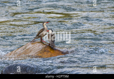 Deux hommes Canards (Merganetta armata Torrent) debout sur un rocher au milieu du Rio Cosanga. L'Équateur, en Amérique du Sud. Banque D'Images