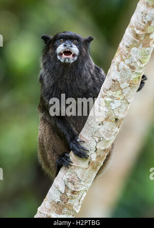 Un Noir fuligineux (Saguinus nigricollis) sur un arbre dans la forêt amazonienne. L'Équateur, en Amérique du Sud. Banque D'Images
