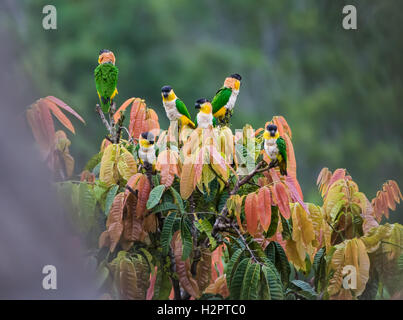 Un troupeau de perroquets à tête noire (Pionites melanocephalus) dans la forêt amazonienne. L'Équateur, en Amérique du Sud. Banque D'Images