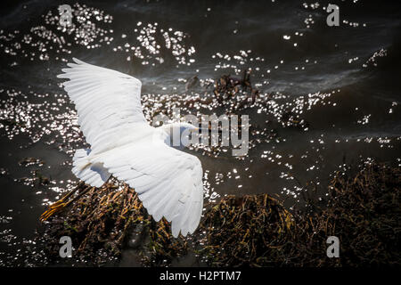 Une aigrette neigeuse, avec ses ailes écartées, survole les rives scintillantes de la baie de San Francisco à Alameda, Californie. Banque D'Images