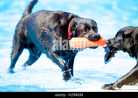 Deux chiens, Labrador Retriever, tirez un jouet dans la piscine, l'eau bleue Banque D'Images