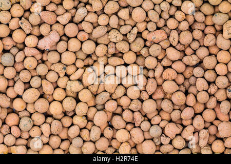 Galets d'argile de chaleur sont utilisés comme supports de culture en hydroponie. contexte close up de granulés. Banque D'Images