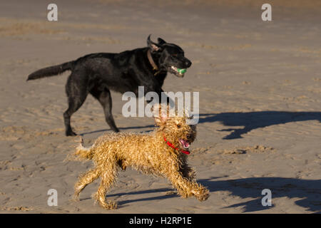 Southport, Lancashire. 2 octobre, 2016. Météo France : bien commencer la journée avec un ciel clair et le soleil comme les propriétaires de chiens exercer leurs chiens sur Plage d'Ainsdale. Une variété d'animaux, y compris Cocker, Labrador et un étrange animal curly Cockapoo, appelé Roger chase le haut et le bas de l'estran s'éclabousser dans les eaux à marée de la mer d'Irlande. © MediaWorld Images/Alamy Live News Crédit : MediaWorldImages/Alamy Live News Banque D'Images