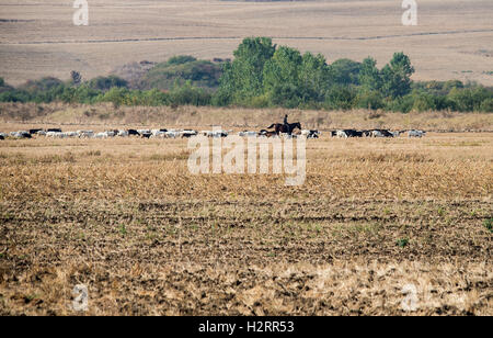 Strandja Mountians Bulgarie 2 Octobre 2016 : Goat herder se déplace son troupeau autour de points d'eau comme le temps chaud et sec. avec peu ou ne connaissent de précipitations au cours des dernières semaines, les rivières continuent ensemble sont faibles et les étangs sont secs. ©Clifford Norton/Alamy Live News Banque D'Images