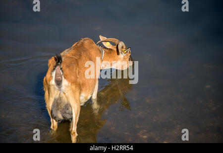 Strandja Mountians Bulgarie 2 Octobre 2016 : Goat herder se déplace son troupeau autour de points d'eau comme le temps chaud et sec. avec peu ou ne connaissent de précipitations au cours des dernières semaines, les rivières continuent ensemble sont faibles et les étangs sont secs. ©Clifford Norton/Alamy Live News Banque D'Images