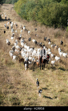 Strandja Mountians Bulgarie 2 Octobre 2016 : Goat herder se déplace son troupeau autour de points d'eau comme le temps chaud et sec. avec peu ou ne connaissent de précipitations au cours des dernières semaines, les rivières continuent ensemble sont faibles et les étangs sont secs. ©Clifford Norton/Alamy Live News Banque D'Images