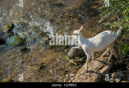 Strandja Mountians Bulgarie 2 Octobre 2016 : Goat herder se déplace son troupeau autour de points d'eau comme le temps chaud et sec. avec peu ou ne connaissent de précipitations au cours des dernières semaines, les rivières continuent ensemble sont faibles et les étangs sont secs. ©Clifford Norton/Alamy Live News Banque D'Images