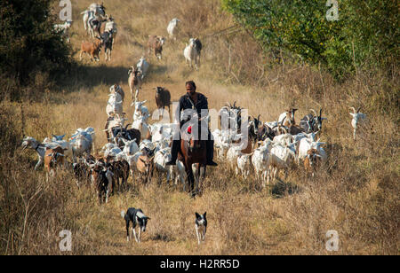 Strandja Mountians Bulgarie 2 Octobre 2016 : Goat herder se déplace son troupeau autour de points d'eau comme le temps chaud et sec. avec peu ou ne connaissent de précipitations au cours des dernières semaines, les rivières continuent ensemble sont faibles et les étangs sont secs. ©Clifford Norton/Alamy Live News Banque D'Images