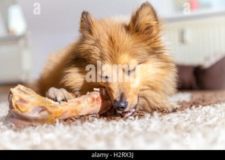 Shetland Sheepdog mâche un os de porc Banque D'Images