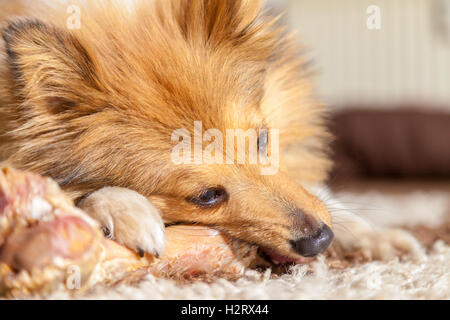 Shetland Sheepdog mâche un os de porc Banque D'Images