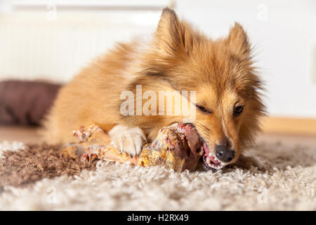 Shetland Sheepdog mâche un os de porc Banque D'Images