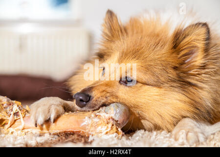 Shetland Sheepdog mâche un os de porc Banque D'Images