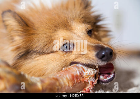 Shetland Sheepdog mâche un os de porc Banque D'Images