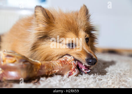 Shetland Sheepdog mâche un os de porc Banque D'Images