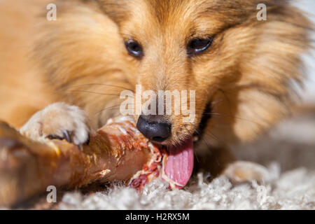 Shetland Sheepdog mâche un os de porc Banque D'Images