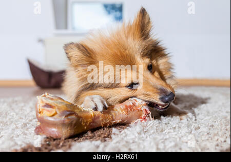 Shetland Sheepdog mâche un os de porc Banque D'Images