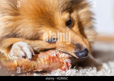 Shetland Sheepdog mâche un os de porc Banque D'Images