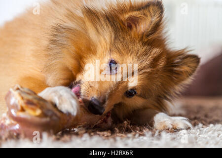 Shetland Sheepdog mâche un os de porc Banque D'Images