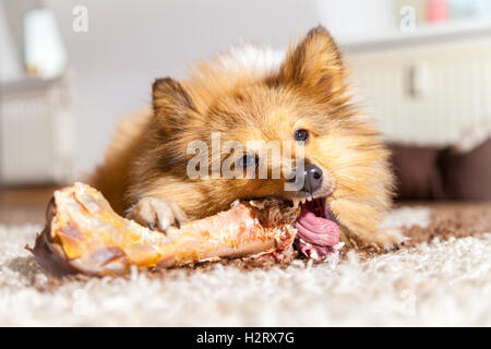 Shetland Sheepdog mâche un os de porc Banque D'Images