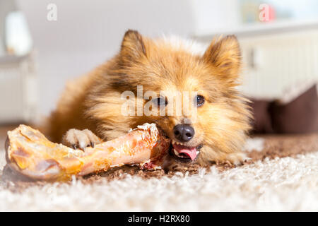 Shetland Sheepdog mâche un os de porc Banque D'Images