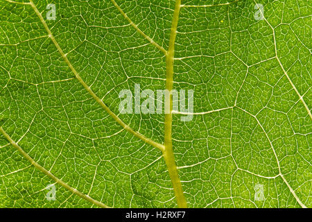 Texture de la feuille verte macro. Arrière-plan de la nature. Banque D'Images