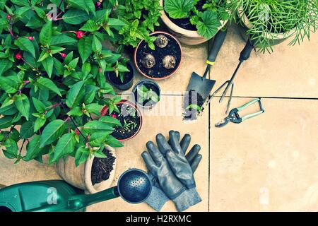 Outils de jardinage et de plantes en pots de fleurs. Concept de jardinage Banque D'Images