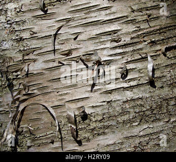 Beau modèle d'écorce d'un arbre blanc Banque D'Images