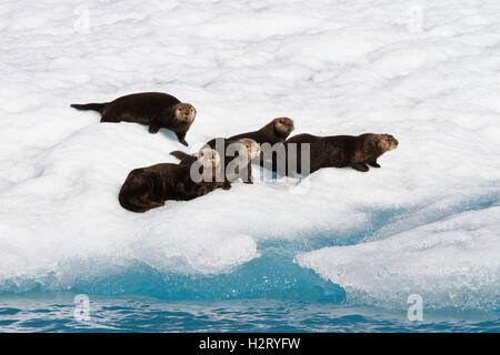 Les loutres de mer du Nord sur un iceberg, Columbia Bay, Prince William Sound, Alaska Banque D'Images